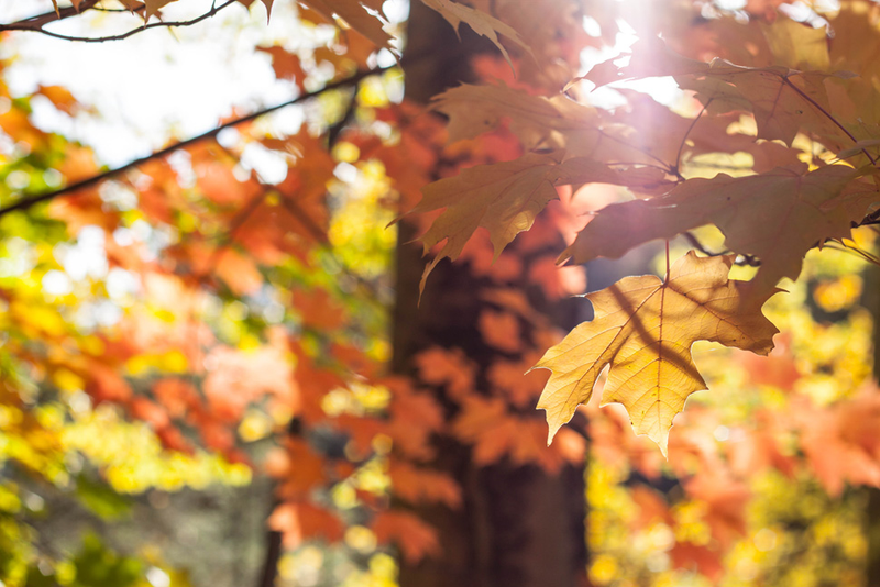 Illustration for article titled 48 Photos Of Autumn Around The World